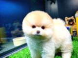 Aa Kalite Safkan  Pomeranian Oğlumuz