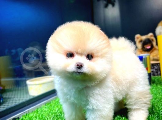 Aa Kalite Safkan  Pomeranian Oğlumuz görsel