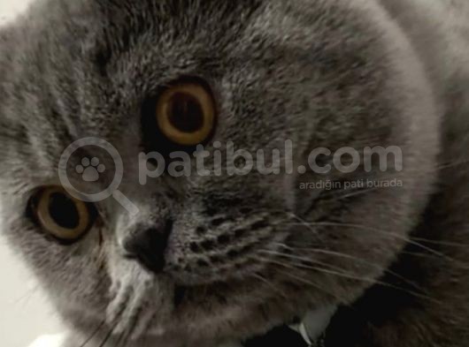 Safkan Gri Pamuk Yavrumuz görsel