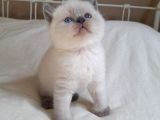 Muhtesem Guzellikte Blue Point Bebegim