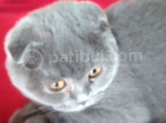 Safkan Gri Pamuk Yavrumuz