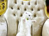 Ori̇ji̇nal Yavru Scotti̇sh Foldum Oyuncu Eği̇ti̇mli̇