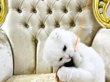 Ori̇ji̇nal Yavru Scotti̇sh Foldum Oyuncu Eği̇ti̇mli̇