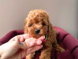 Safkan Toy Poodle Yavrularımız