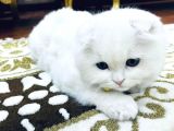 Ori̇ji̇nal Yavru Scotti̇sh Foldum Oyuncu Eği̇ti̇mli̇