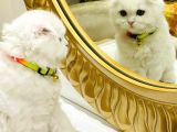 Ori̇ji̇nal Yavru Scotti̇sh Foldum Oyuncu Eği̇ti̇mli̇