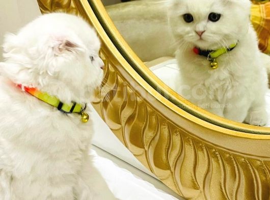 Ori̇ji̇nal Yavru Scotti̇sh Foldum Oyuncu Eği̇ti̇mli̇ görsel