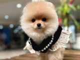 Harika Yapıya Sahip Pomeranian Boo Kızım Sizinle