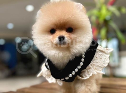 Harika Yapıya Sahip Pomeranian Boo Kızım Sizinle görsel