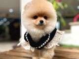 Harika Yapıya Sahip Pomeranian Boo Kızım Sizinle