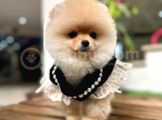 Harika Yapıya Sahip Pomeranian Boo Kızım Sizinle görsel