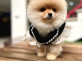 Harika Yapıya Sahip Pomeranian Boo Kızım Sizinle