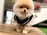 Harika Yapıya Sahip Pomeranian Boo Kızım Sizinle