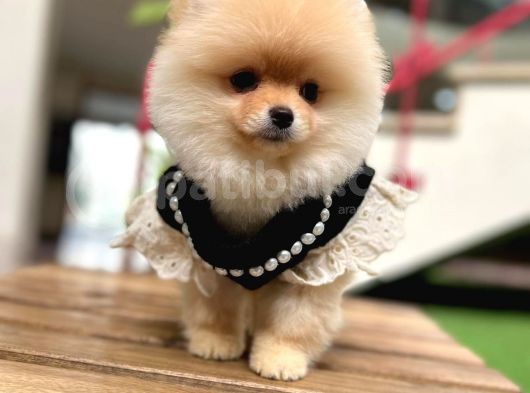 Harika Yapıya Sahip Pomeranian Boo Kızım Sizinle görsel