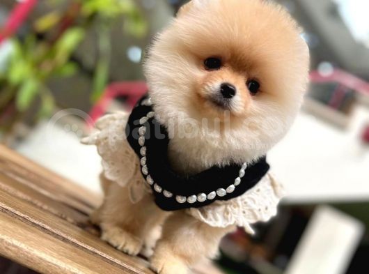 Harika Yapıya Sahip Pomeranian Boo Kızım Sizinle