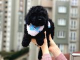 A Class Black Toypoodle Oğlumuz Sizlerle