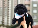 A Class Black Toypoodle Oğlumuz Sizlerle