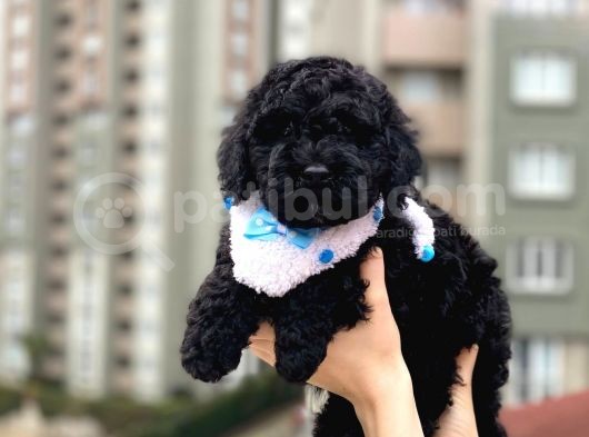 A Class Black Toypoodle Oğlumuz Sizlerle görsel