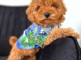 A Kalite Erkek Toypoodle Yavrum Sizlerle