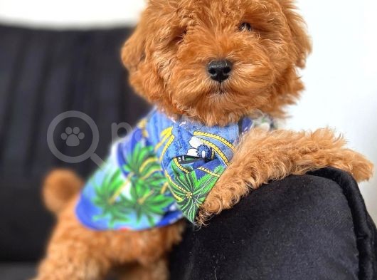 A Kalite Erkek Toypoodle Yavrum Sizlerle