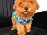 A Kalite Erkek Toypoodle Yavrum Sizlerle
