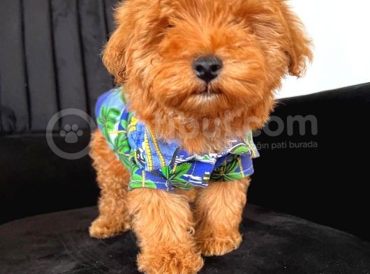 A Kalite Erkek Toypoodle Yavrum Sizlerle görsel