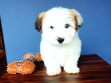 İki Adet Dişi Maltipoo Yavrularımız Sizlerle