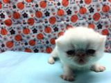 25Şubat Doğumlu Dişi+Erkek Exotic Shorthair Bebeklerimiz