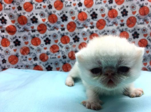 25Şubat Doğumlu Dişi+Erkek Exotic Shorthair Bebeklerimiz görsel