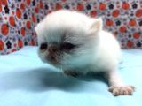 25Şubat Doğumlu Dişi+Erkek Exotic Shorthair Bebeklerimiz