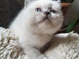 Muhtesem Guzellikte Blue Point Bebegim