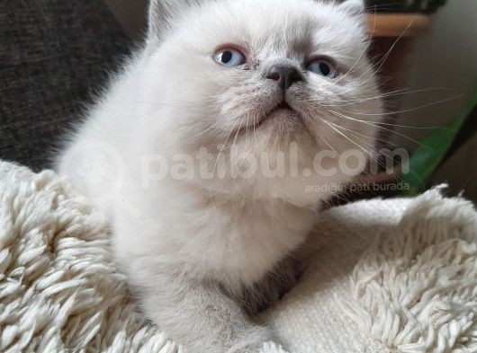 Muhtesem Guzellikte Blue Point Bebegim