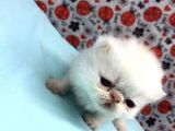 25Şubat Doğumlu Dişi+Erkek Exotic Shorthair Bebeklerimiz