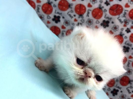 25Şubat Doğumlu Dişi+Erkek Exotic Shorthair Bebeklerimiz görsel