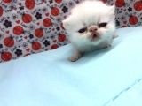 25Şubat Doğumlu Dişi+Erkek Exotic Shorthair Bebeklerimiz