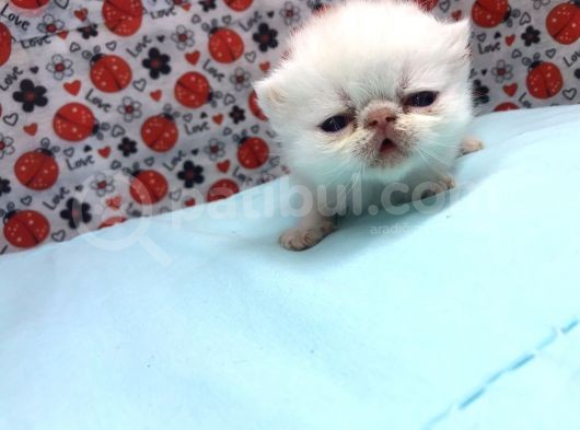 25Şubat Doğumlu Dişi+Erkek Exotic Shorthair Bebeklerimiz görsel