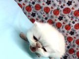 25Şubat Doğumlu Dişi+Erkek Exotic Shorthair Bebeklerimiz