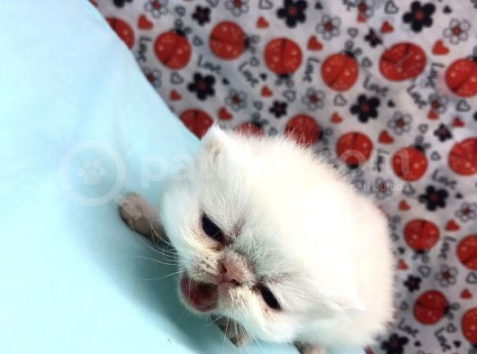 25Şubat Doğumlu Dişi+Erkek Exotic Shorthair Bebeklerimiz görsel