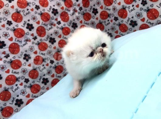 25Şubat Doğumlu Dişi+Erkek Exotic Shorthair Bebeklerimiz görsel