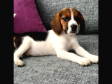 İki Aylık Dişi Beagle