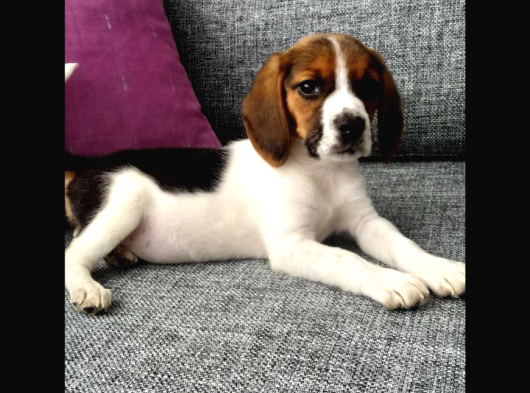 İki Aylık Dişi Beagle görsel