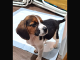 İki Aylık Dişi Beagle