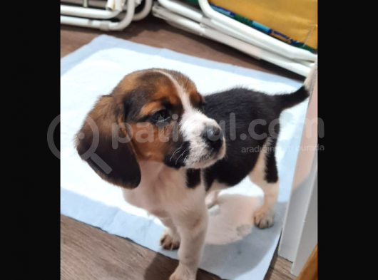 İki Aylık Dişi Beagle