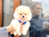 Pomeranian Boo Teddy Face Erkek Yavrumuz