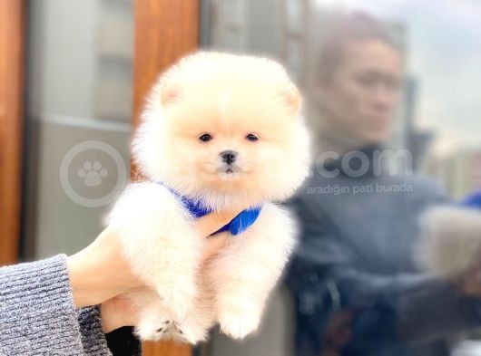 Pomeranian Boo Teddy Face Erkek Yavrumuz görsel