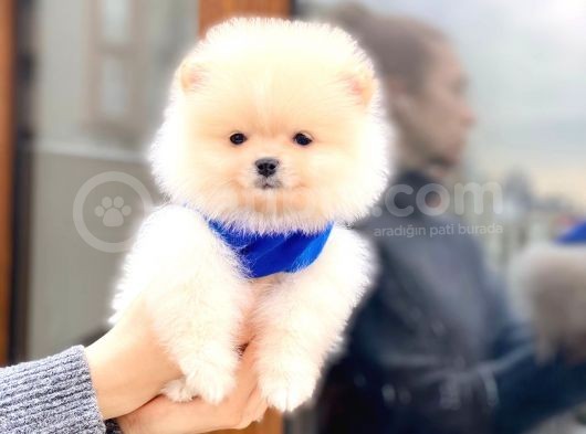 Pomeranian Boo Teddy Face Erkek Yavrumuz