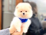 Pomeranian Boo Teddy Face Erkek Yavrumuz