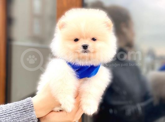 Pomeranian Boo Teddy Face Erkek Yavrumuz görsel