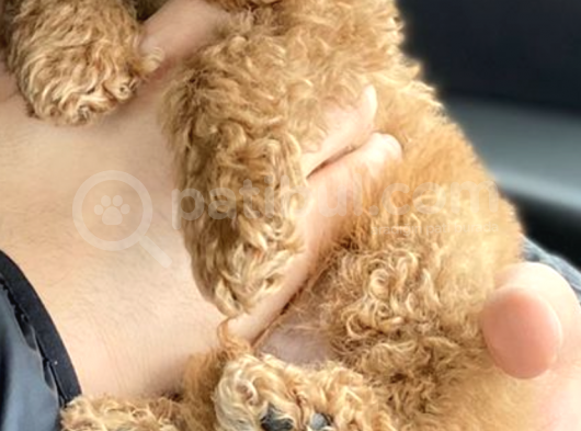 2.5 3 Aylık Erkek Toy Poodle  Kocaeli görsel