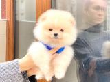 Pomeranian Boo Teddy Face Erkek Yavrumuz